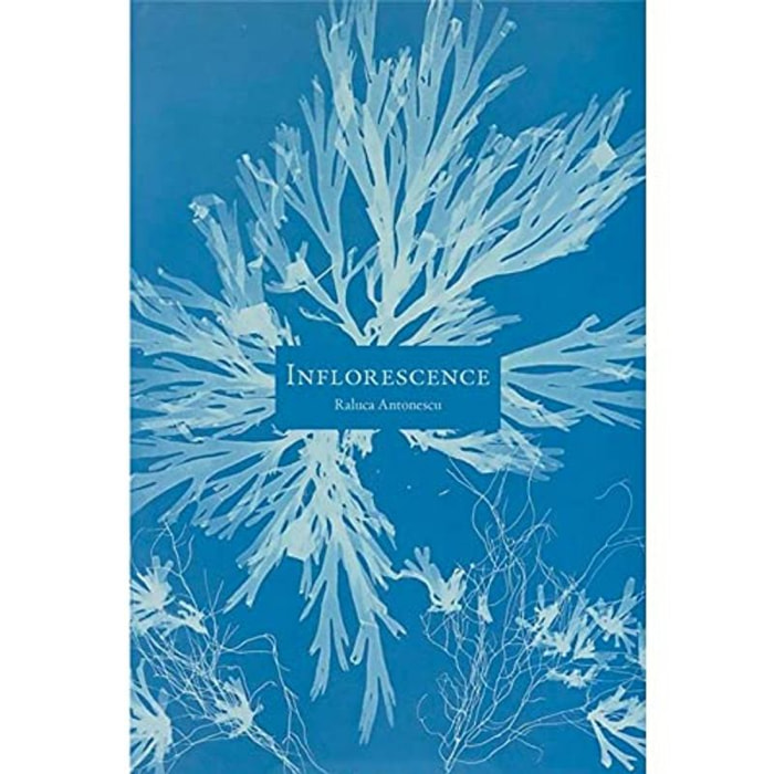Antonescu, Raluca | Inflorescence | Livre d'occasion