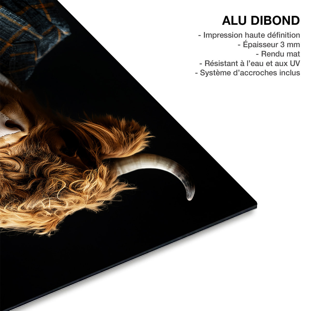 Tableau animaux habillés Highlander wild suits Tableau alu Dibond