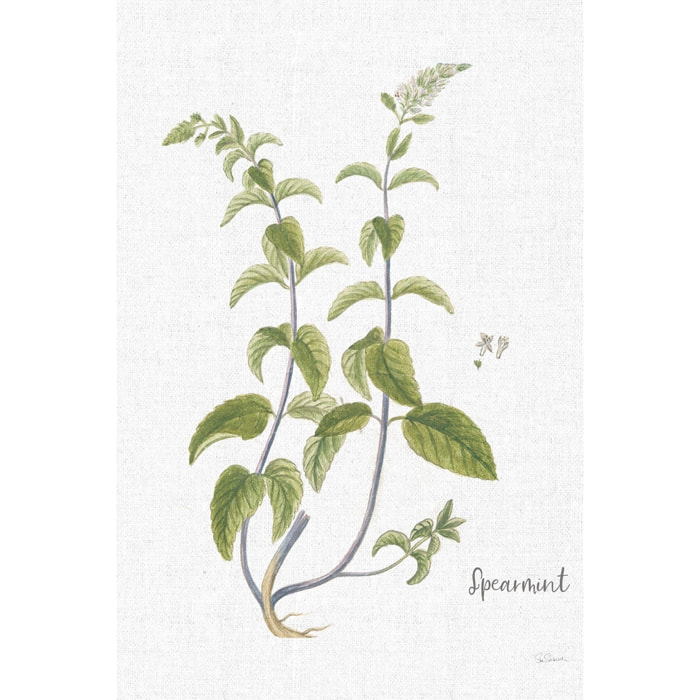 Tableau fleurs Menthe verte illustrée Toile imprimée