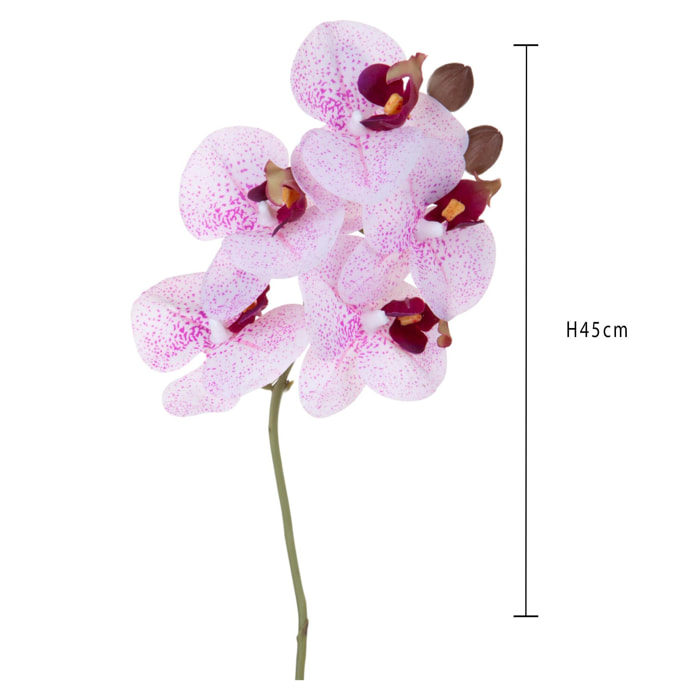 Orchidea phaleonopsis - Pezzi 6 - Colore: Rosa/Viola - Bianchi Dino