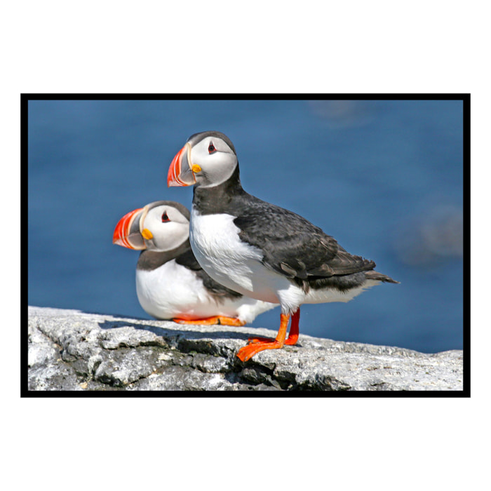 Affiche encadrée macareux sur rocher Affiche + cadre en métal - Noir