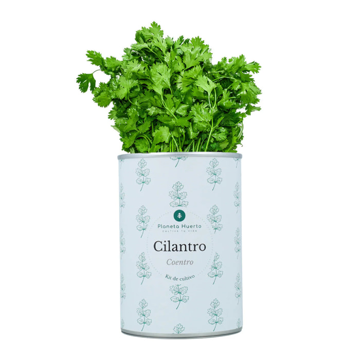 Kit de cultivo aromáticas Cilantro Planeta Huerto