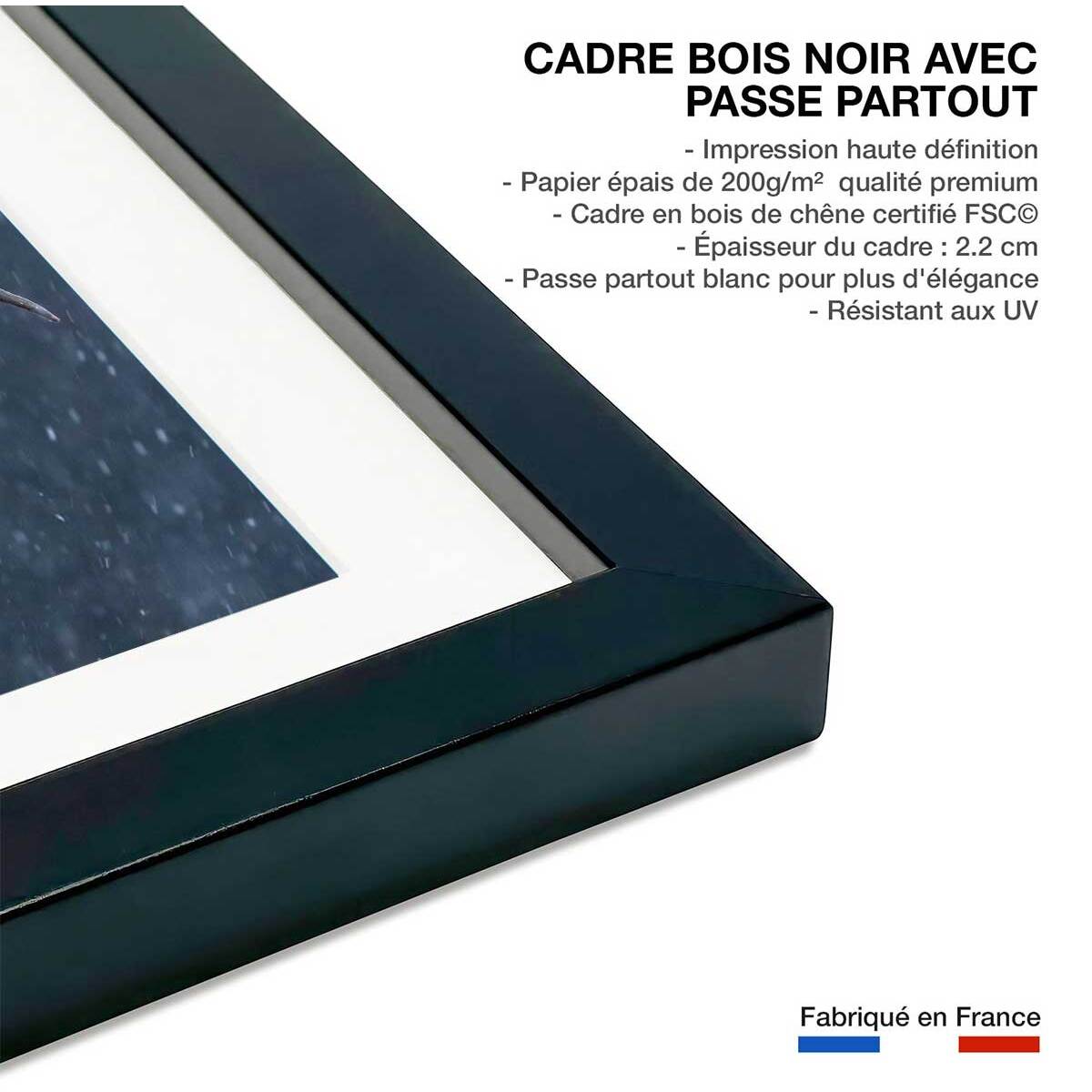 Affiche Vache Highland Affiche sous cadre noir
