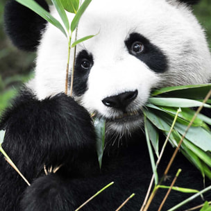 Tableau regard de panda Tableau alu Dibond