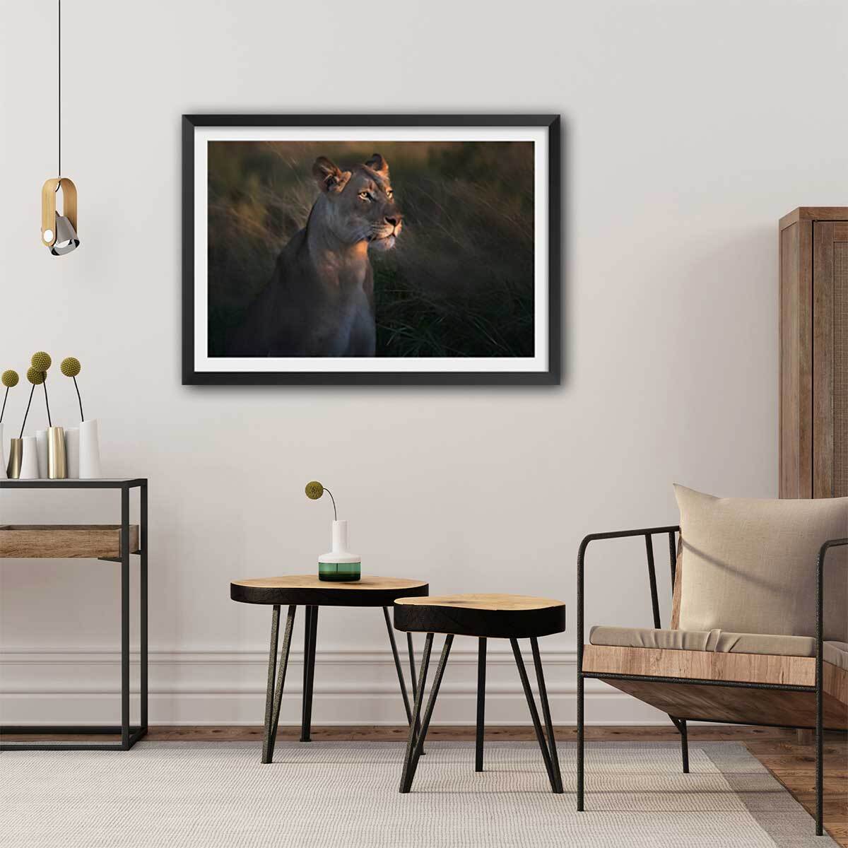 Affiche Lionne au crepuscule... Affiche sous cadre noir