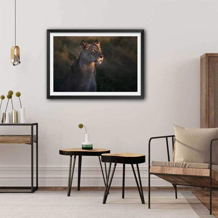 Affiche Lionne au crepuscule... Affiche sous cadre noir