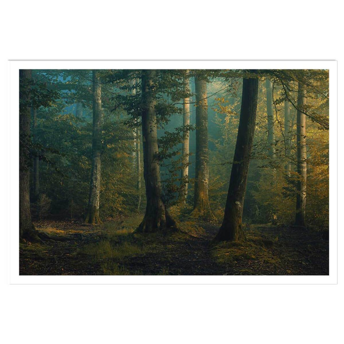 Affiche sous-bois en octobre Affiche seule