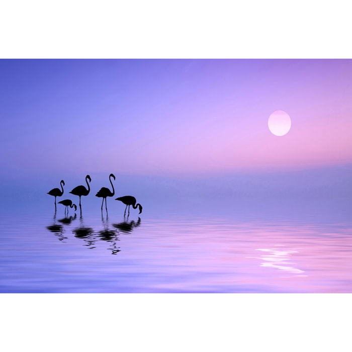 Tableau animaux Morning Flamingo Tableau plexiglas