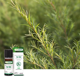 OLIOSEPTIL - Huile essentielle de Tea Tree - 100% Pure et naturelle - BIO - HEBBD (biochimiquement et botaniquement définie) - 100% origine naturelle - Flacon 10ml