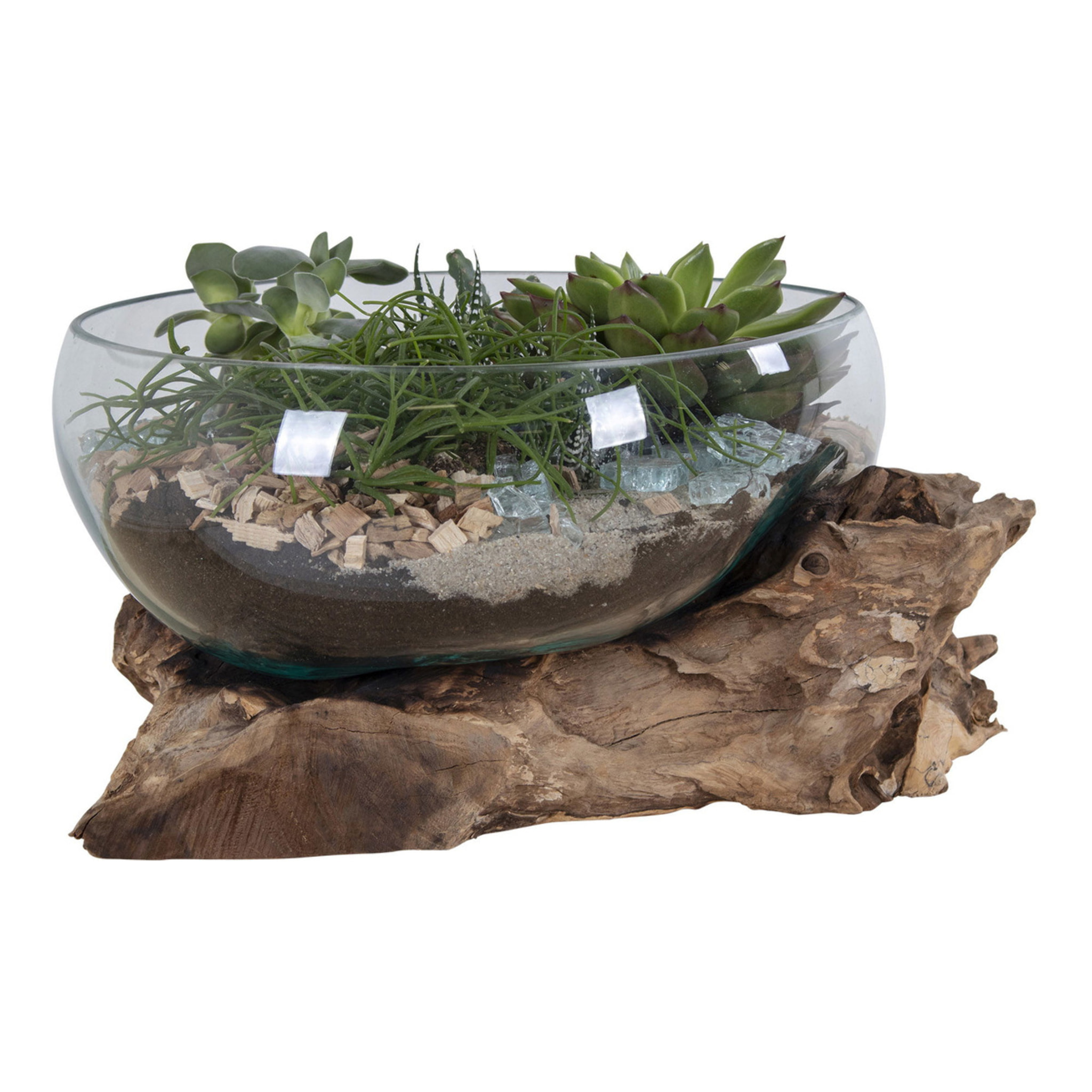 Terrario San Marino in vetro a conca ovale su grande base in radice di teak 26x26xh20 cm