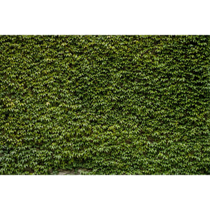 Tableau nature mur de lierres Tableau alu Dibond
