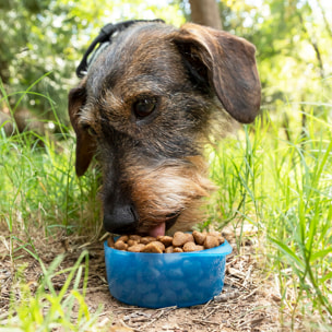 Botella con Depósito de Agua y Comida para Mascotas 2 en 1 Pettap InnovaGoods