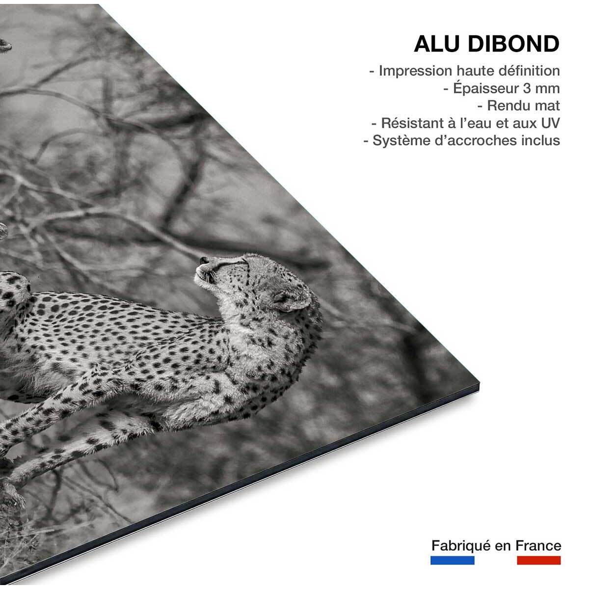 Tableau animaux 3 petits chats Tableau alu Dibond