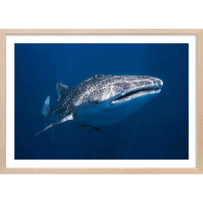 Affiche Requin baleine Affiche sous cadre bois