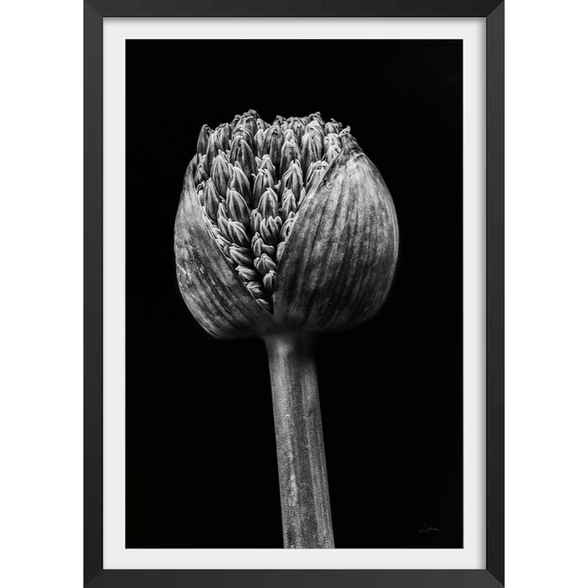 Poster tropical spring palm Affiche + cadre en bois - Noir