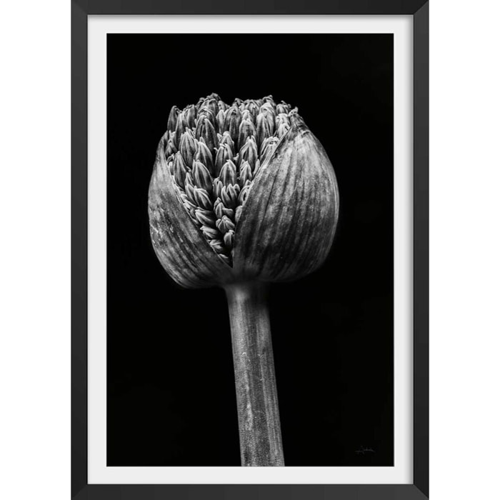 Poster tropical spring palm Affiche + cadre en bois - Noir