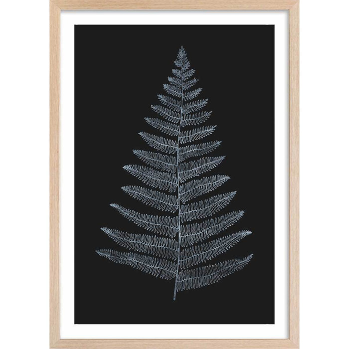Poster fougère royale blanche Affiche + cadre en bois - Chêne