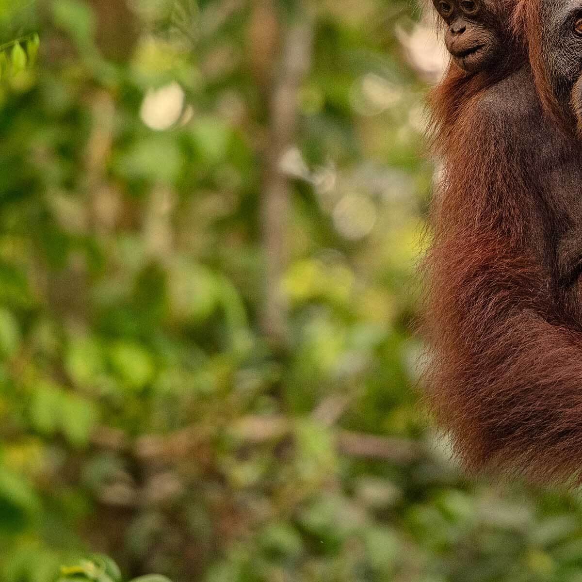 Tableau orang-outan et bébé dans la jungle Toile imprimée