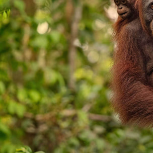 Tableau orang-outan et bébé dans la jungle Toile imprimée