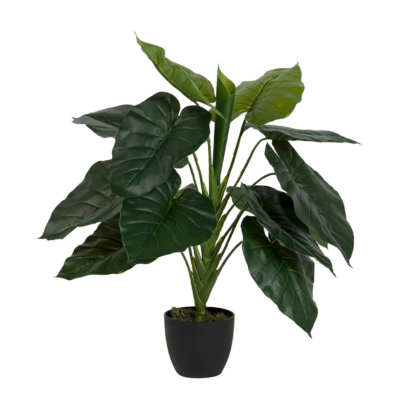 Planta Taro Con Maceta 60x60x75 Cm