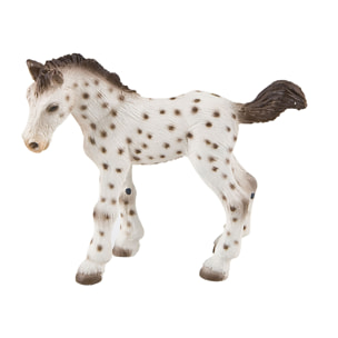 Cavalli/Puledro Knabstrupper