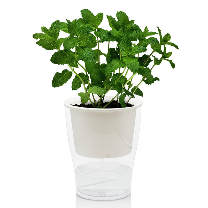 Pot à réserve d’eau Tomasucci RAFFY LARGE, en polypropylène, blanc, 17,3 × 17,3 × 21,2 cm
