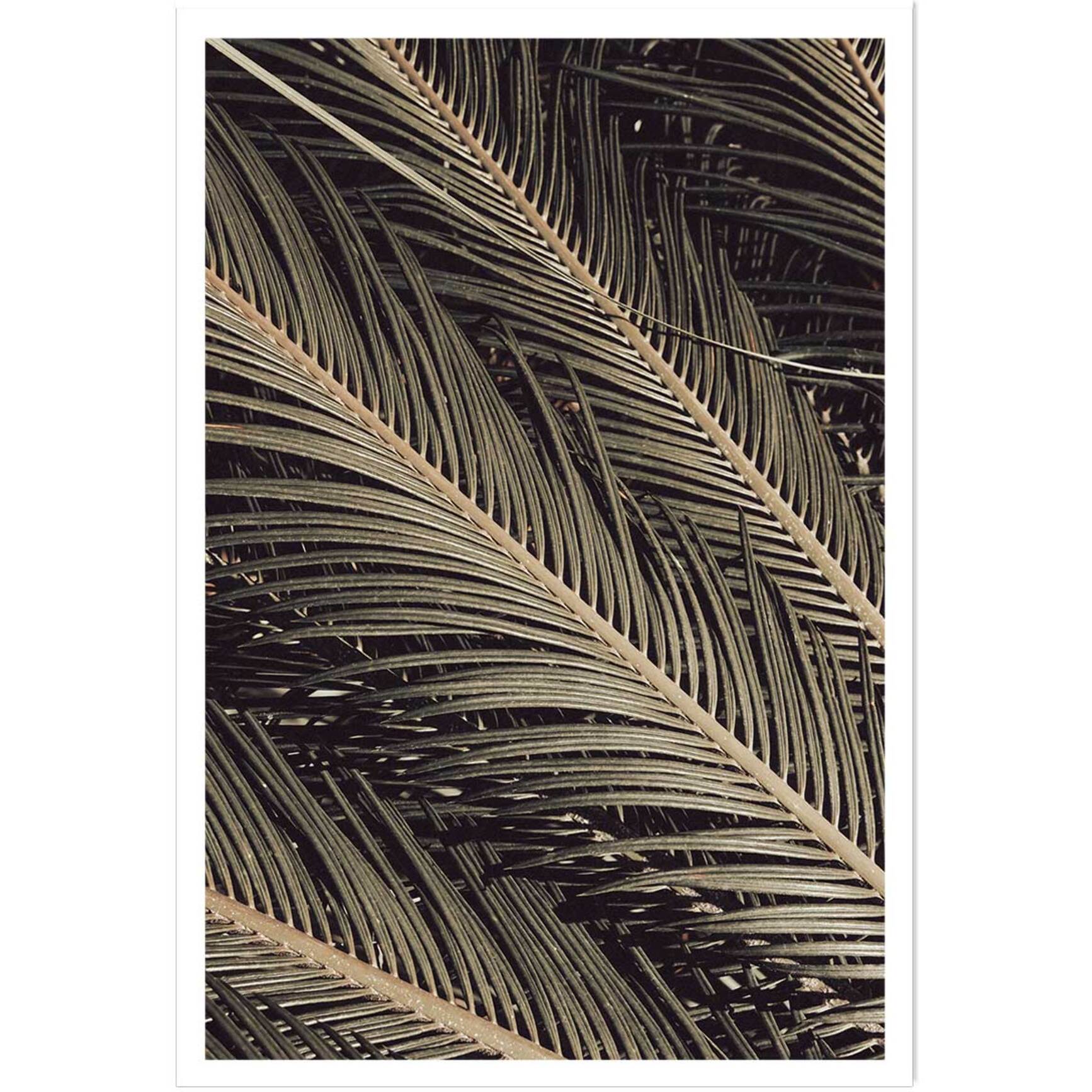 Poster palm island Affiche seule