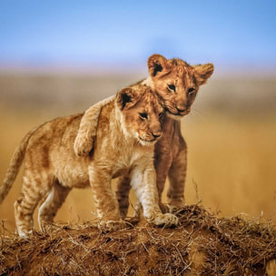 Affiche animaux brothers for the life Affiche sous cadre bois