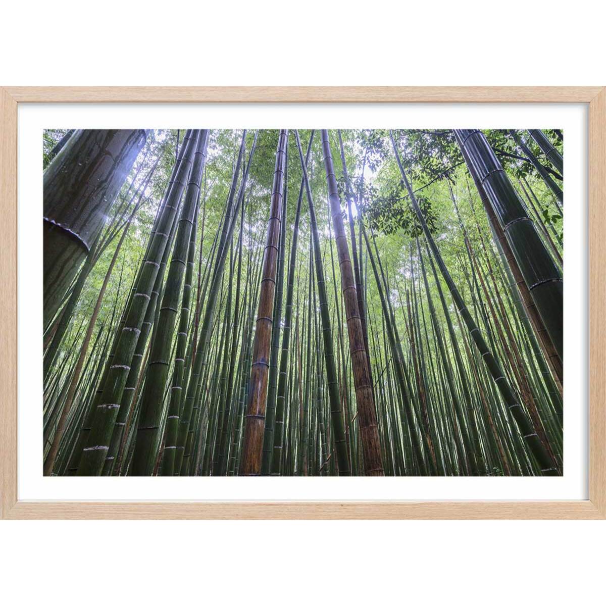 Affiche zen Bambous Geants Affiche + cadre en bois - Chêne