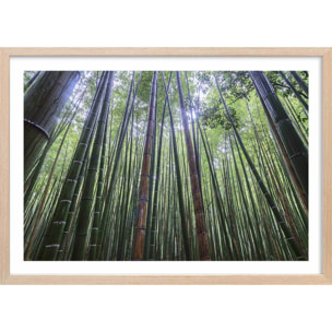 Affiche zen Bambous Geants Affiche + cadre en bois - Chêne