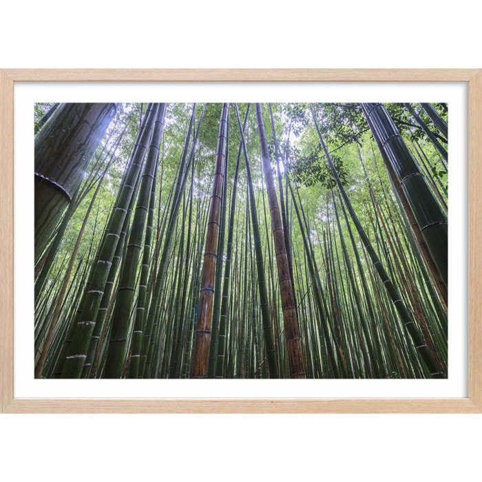 Affiche zen Bambous Geants Affiche + cadre en bois - Chêne