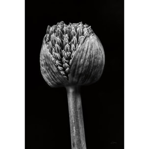 Cadre deco fleurs Spring Palm Tableau plexiglas