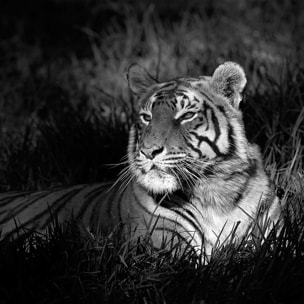 Affiche tigre assoupi dans son rayon de lumière Affiche sous cadre bois