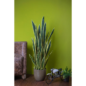 Sanseveria Trifasciata con vaso - Pezzi 1 - 30X120X15 - Colore: Altro - Bianchi Dino - Piante Artificiali