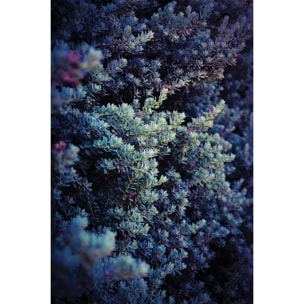 Tableau macro plante grasse collector Tableau plexiglas