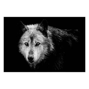 Affiche encadrée lion noir et blanc au regard bleu Affiche + cadre en métal - Noir