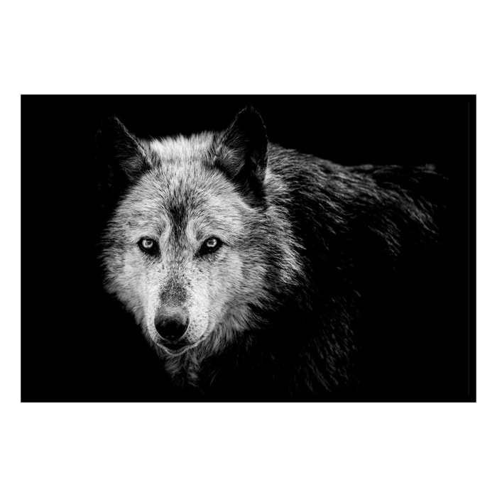 Affiche encadrée lion noir et blanc au regard bleu Affiche + cadre en métal - Noir