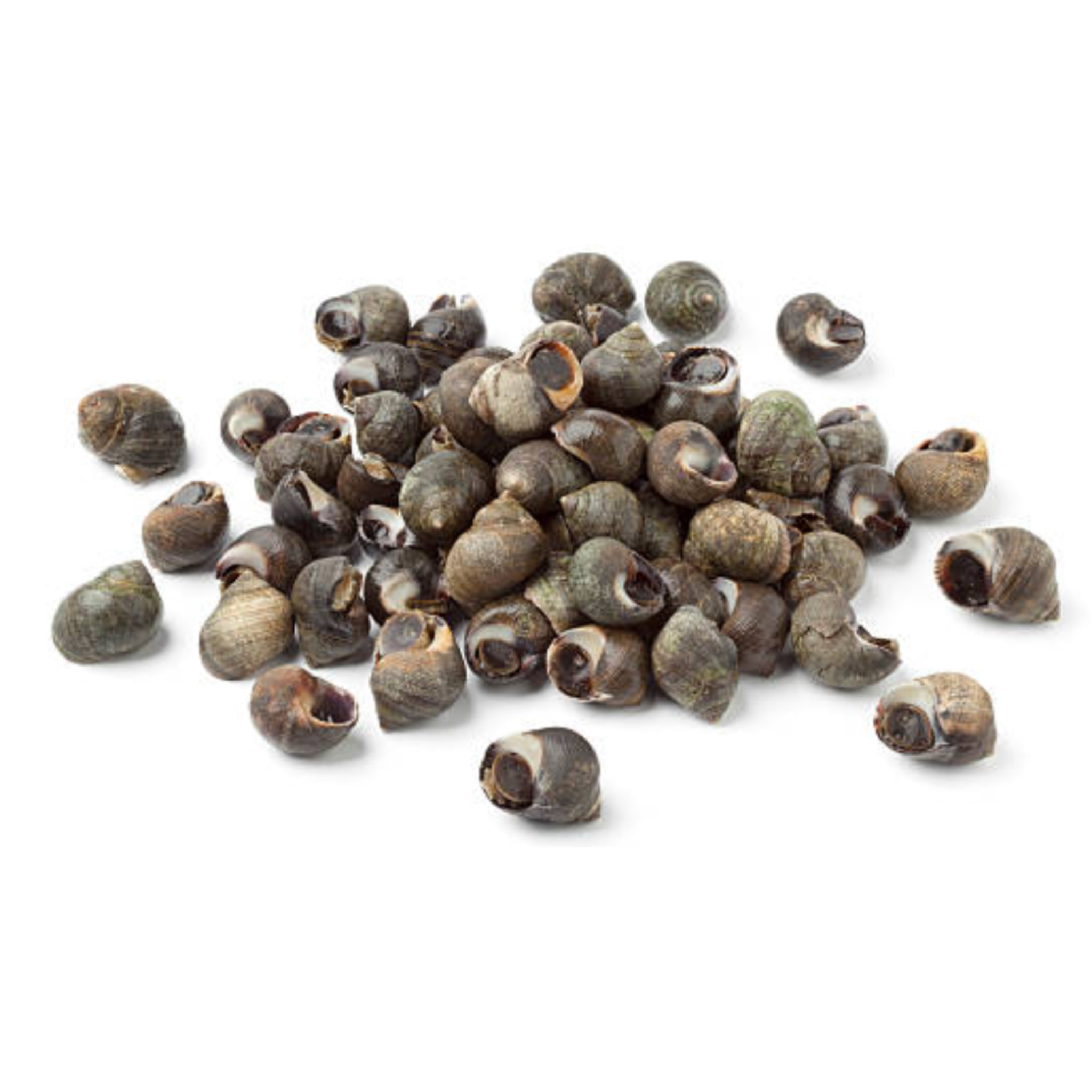 Bigorneaux cuits - 300g - Atlantique Nord Est