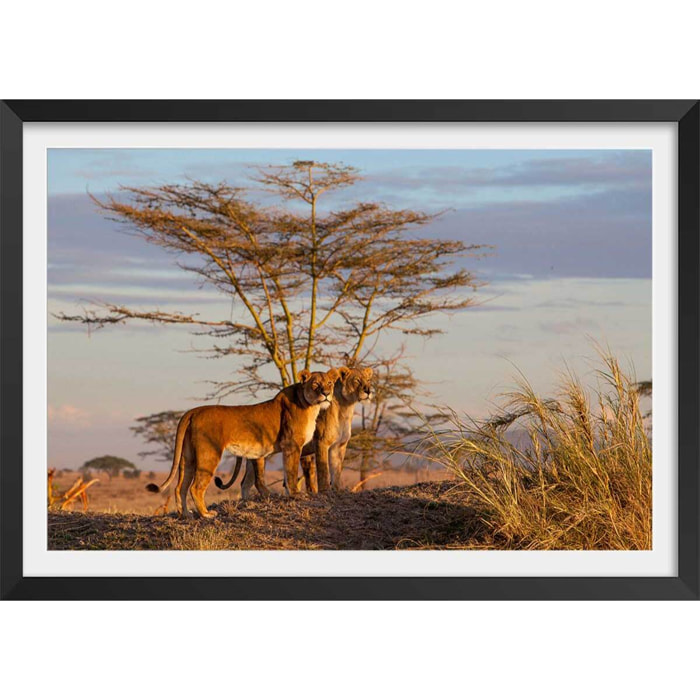 Affiche Lionnes... Affiche + cadre en bois - Noir