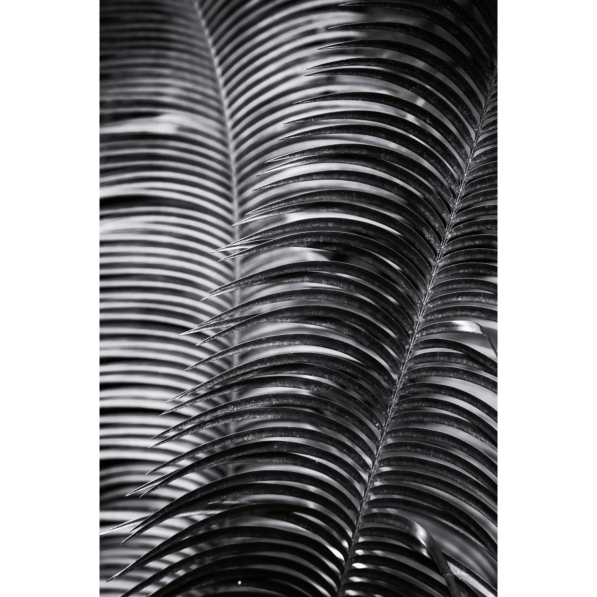 Tableau fleurs Sun palm Tableau alu Dibond