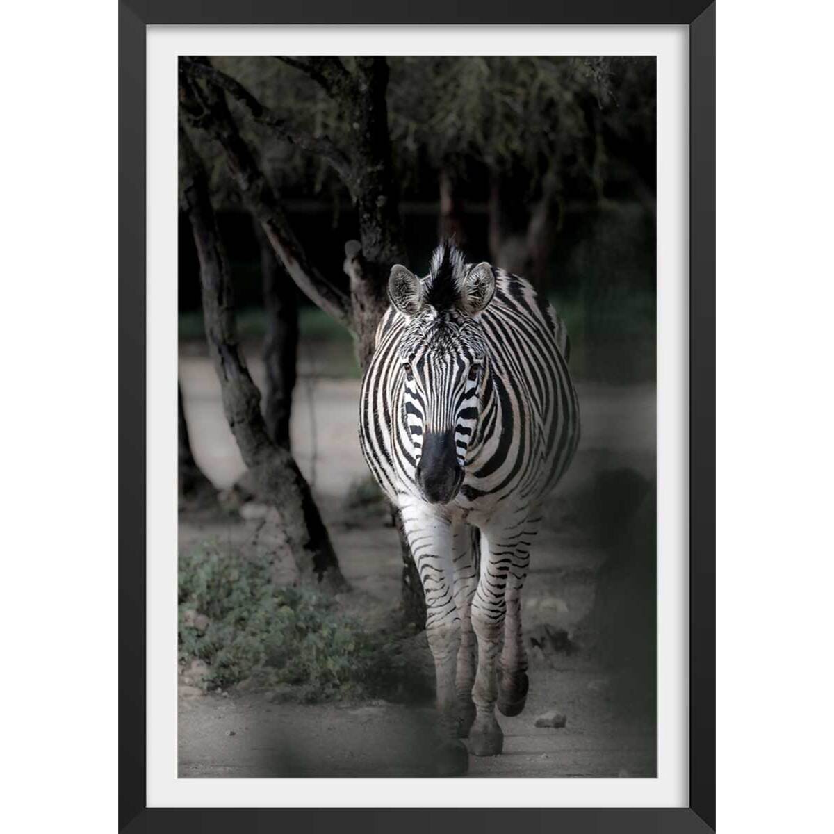 Affiche animaux zèbre en balade Affiche sous cadre noir