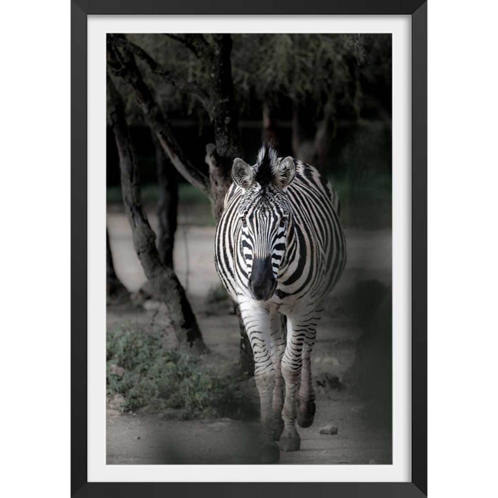 Affiche animaux zèbre en balade Affiche sous cadre noir