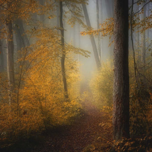 Affiche l'arbre et l'automne rouge Affiche seule