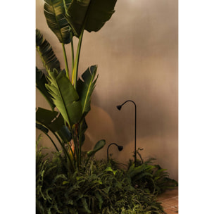 LILY 300 Piquet noire