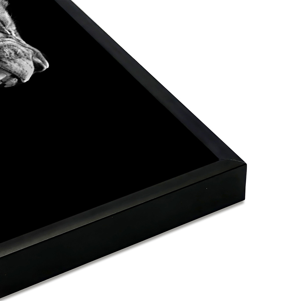 Affiche encadrée lion rugissant en noir et blanc Affiche + cadre en métal - Noir