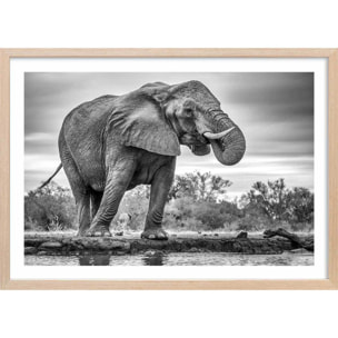 Affiche animaux standing proud Affiche + cadre en bois - Chêne