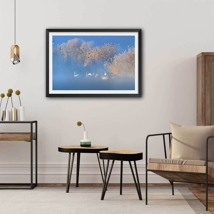 Affiche cygnes dans le givre matinal Affiche sous cadre noir
