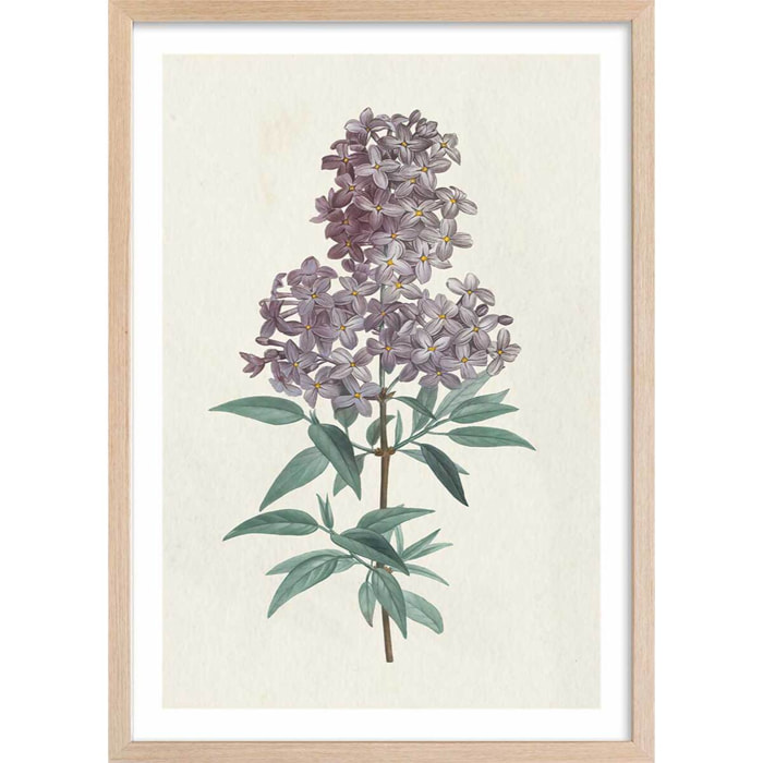 Affiche fleurs de Lilas vintage Affiche + cadre en bois - Chêne