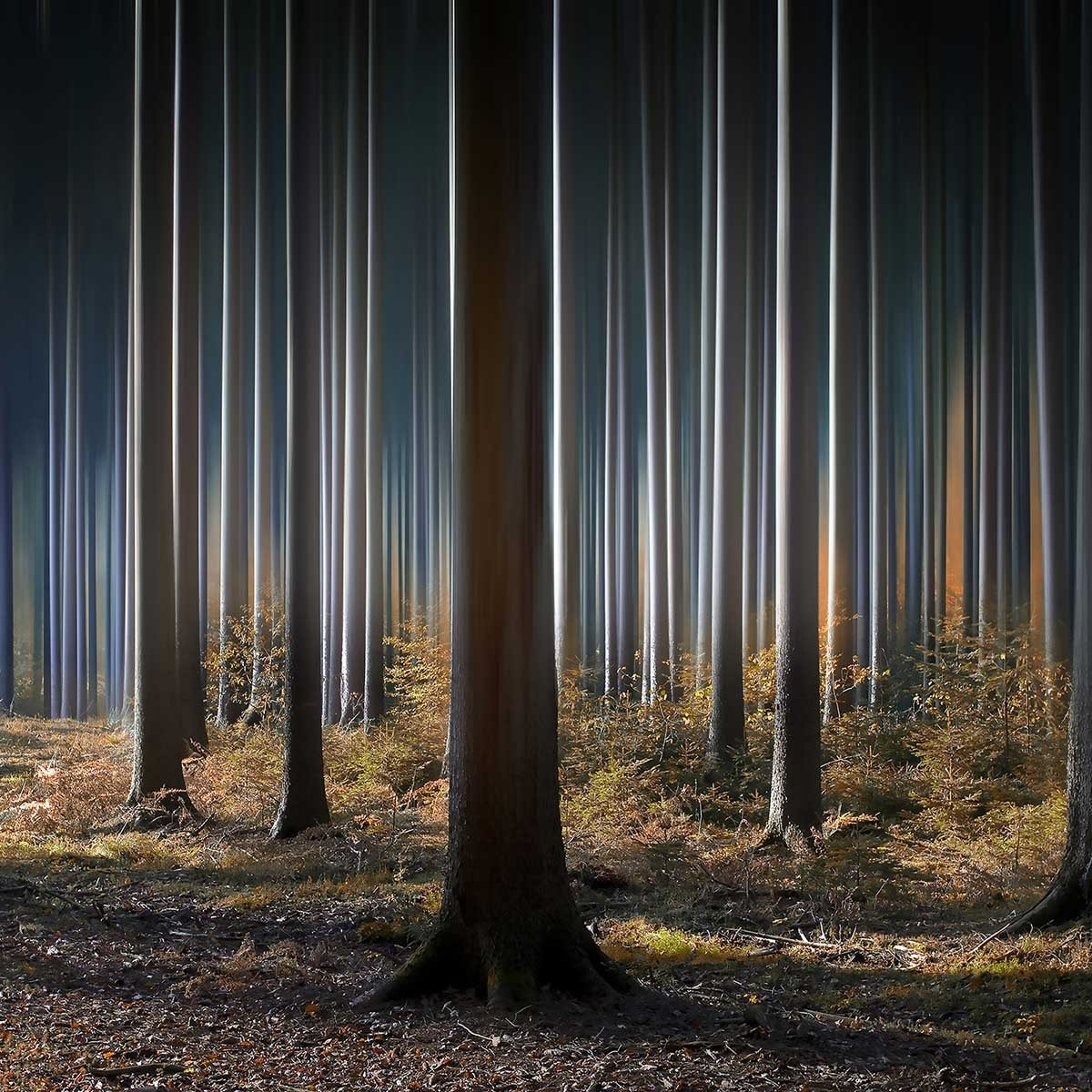 Tableau forêt fantastique Toile imprimée