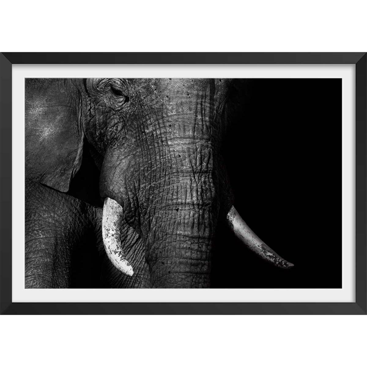 Affiche animaux éléphantloxodonta africana Affiche + cadre en bois - Noir